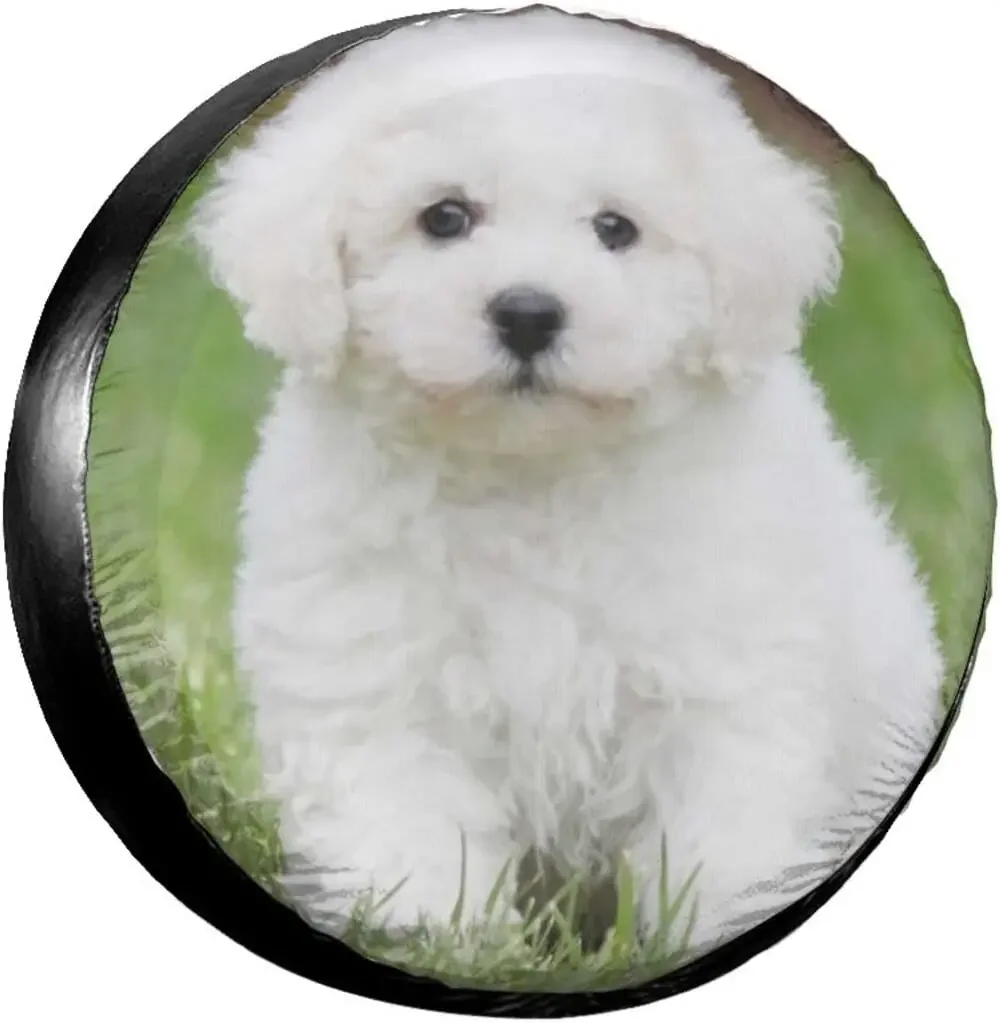 Bichon Frise  Ʈ  Ÿ̾ Ŀ,   ..